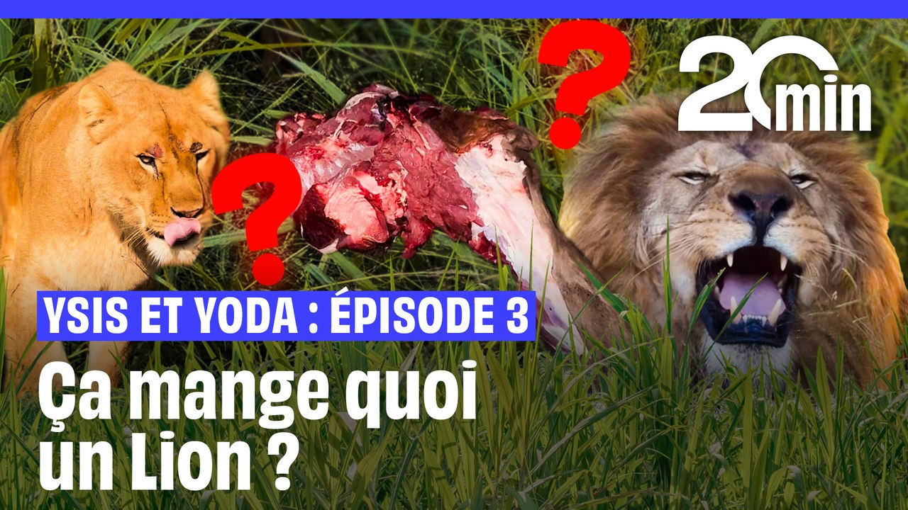 Ça mange quoi un lion ? Le festin d'Ysis et Yoda - Épisode 3