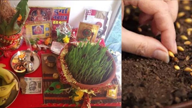 Chaitra Navratri Jau Bone Ki Vidhi: नवरात्रि में जौ क्यों बोया जाता है, जौ बोने की विधि...|