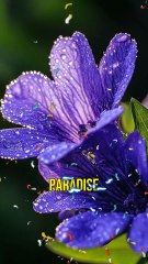 A Flower That Blooms Every 12 Years!