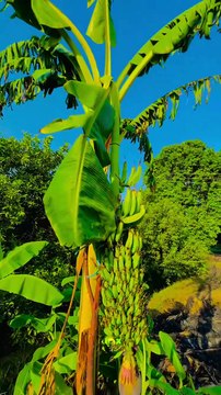 Village Colours Green Village #maxrecords #larkana #sindh #pakistan #villagelife #nature #village #sindhi