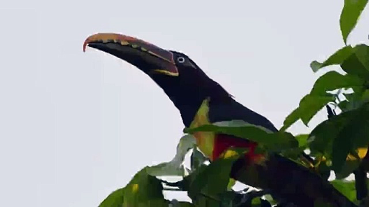 Black Toucan