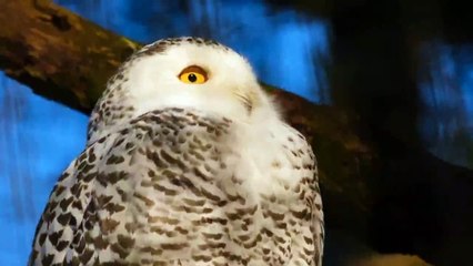 Snowy Owl