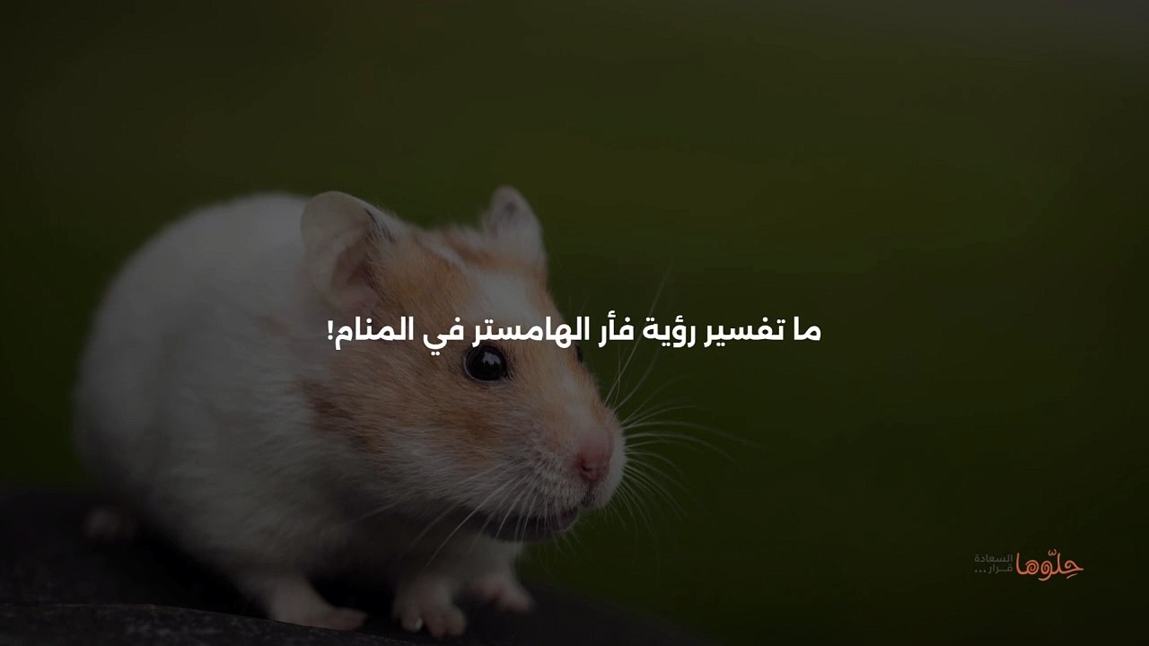 رؤية فأر الهامستر في المنام