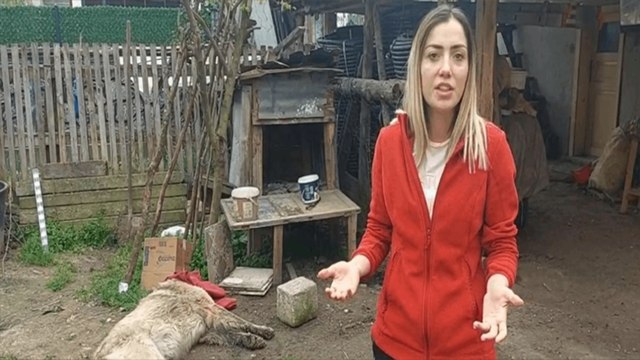 Bahçedeki köpek uyuşturucu iğne atıldıktan sonra öldü; sahibi şikayetçi oldu