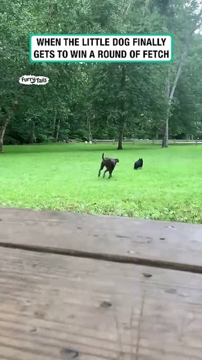 When the little dog wins a round of fetch