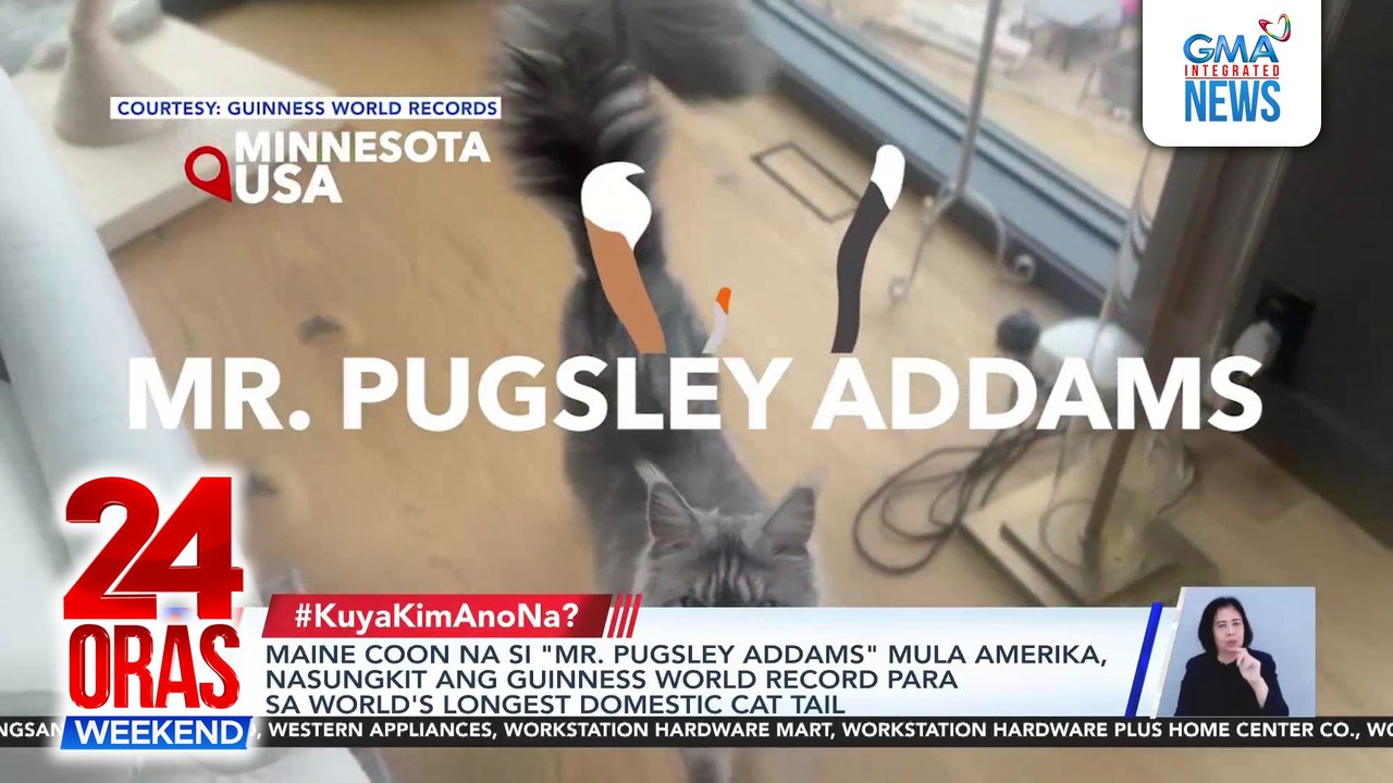 Maine Coon na si "Mr. Pugsley Addams" mula Amerika, nasungkit ang Guinness World Record para sa world's longest domestic cat tail | 24 Oras Weekend