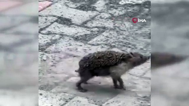 Hatay’da şaşkına çeviren görüntü: Kirpi 12 saat boyunca kendi etrafında döndü!