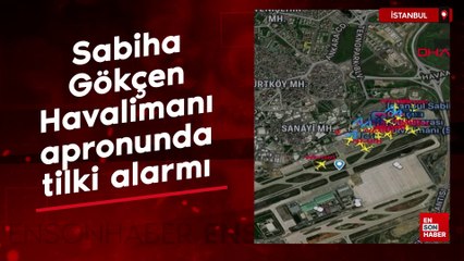 Sabiha Gökçen Havalimanı apronunda tilki alarmı