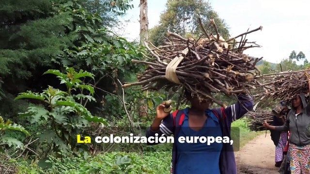EL COMENTARIO Gigantes Verdes: Explorando las Selvas, Parques y Bosques Más Grandes del Mundo