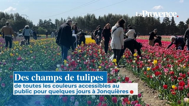 Des champs de tulipes accessibles au public pendant quelques jours à Jonquières