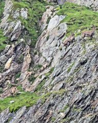 🌍🐾 Dive into the incredible world of the Marmot! In this MUST-WATCH video