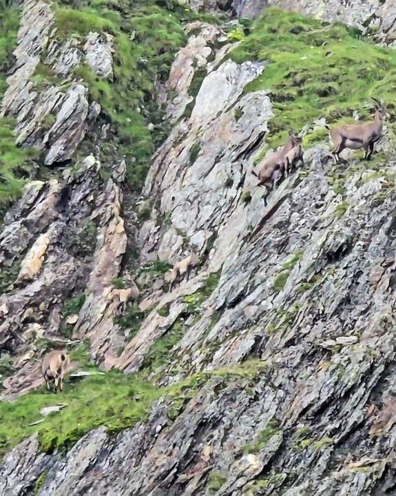 🌍🐾 Dive into the incredible world of the Marmot! In this MUST-WATCH video