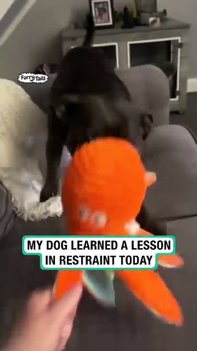 Dog is shocked when toy leg comes off
