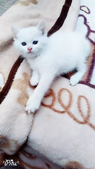Cute Kitten My First Vlog 😻