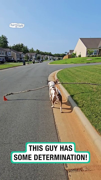 Lach dich schlapp mit Lustige Pfoten Ч. 24