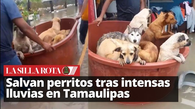 Perritos rescatados de las inundaciones en Reynosa