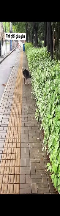 The World of Playful Pups - Episode 18