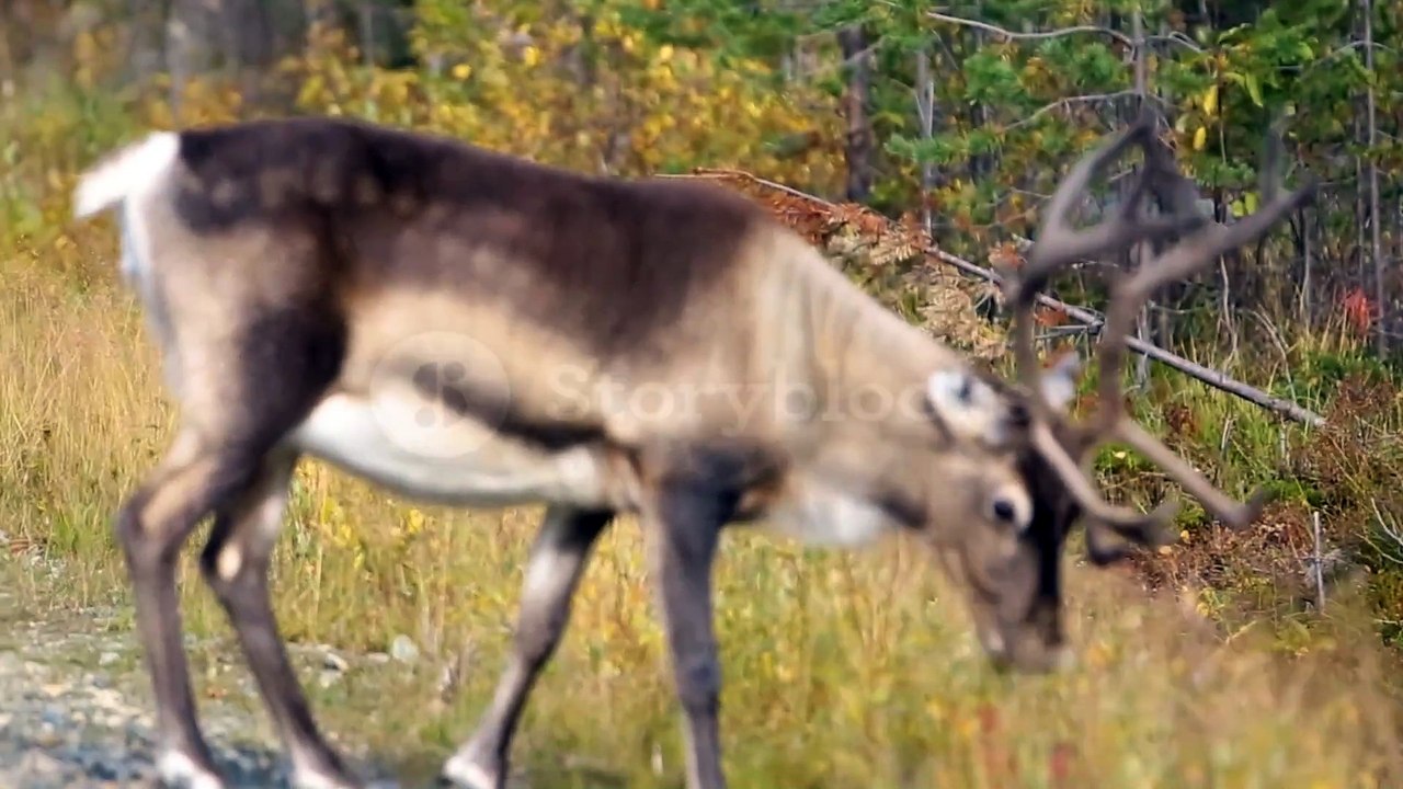 Scene Of Reindeers In Autumn In Lapland Stock Footage SBV-348840144 - Storyblocks