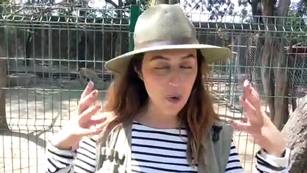 Ya puedes venir al ZooIra para conocer a la nueva cría de llama, que ha nacido en el parque.