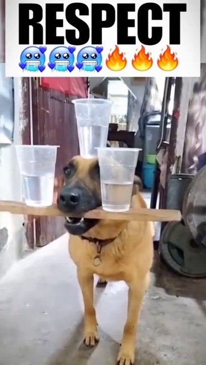 funny and skillfull