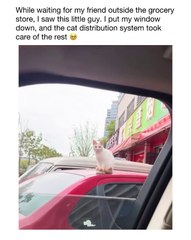 Get ready to melt your heart with our latest video featuring the most adora