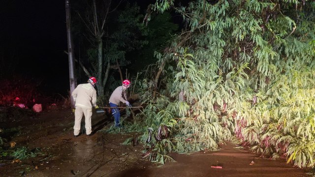 Bombeiros realizam poda de árvore no Bairro Cascavel Velho