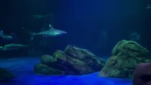 Tiburones Atlanta