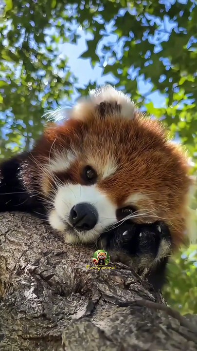 funny red panda