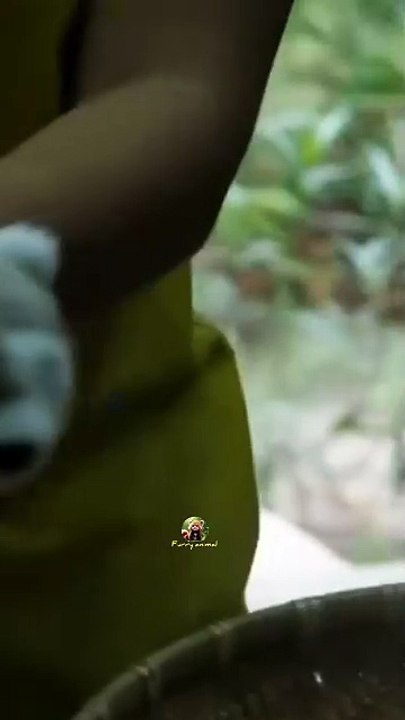 funny red panda