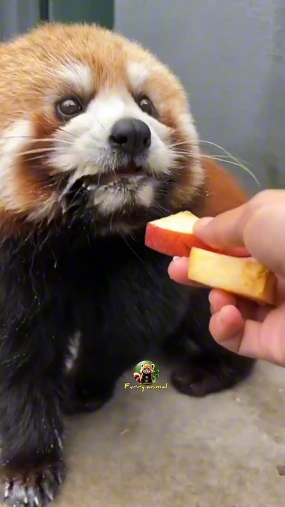 funny red panda