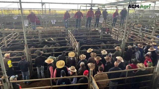 Under the hammer at the Elders New England Feature Weaner sale