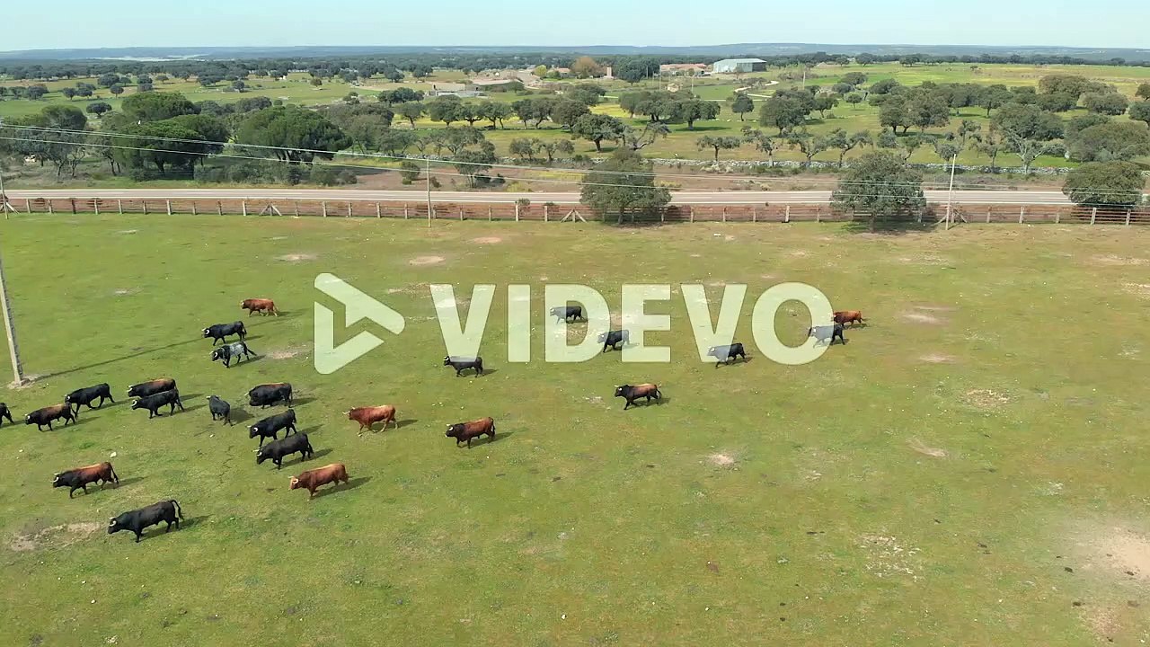 Holm Oak and bulls on a farm, drone shoots