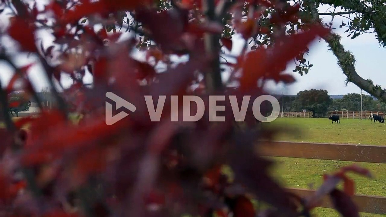 Holm Oak and bulls on a farm