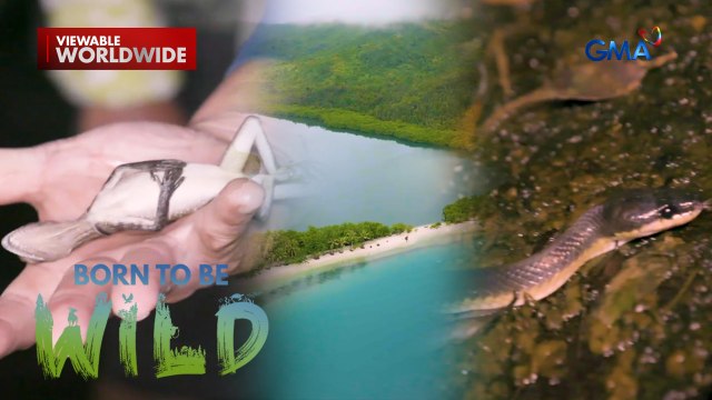 Ang banta na kinakaharap ng mga buhay-ilang sa Dinagat Island | Born to be Wild