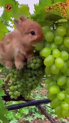 World best Relaxing Music with Nature Sounds | incense music |Nature View |