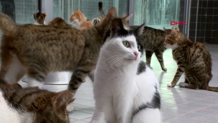 Sahipsiz canlar bayramda ziyaretçilerini bekliyor