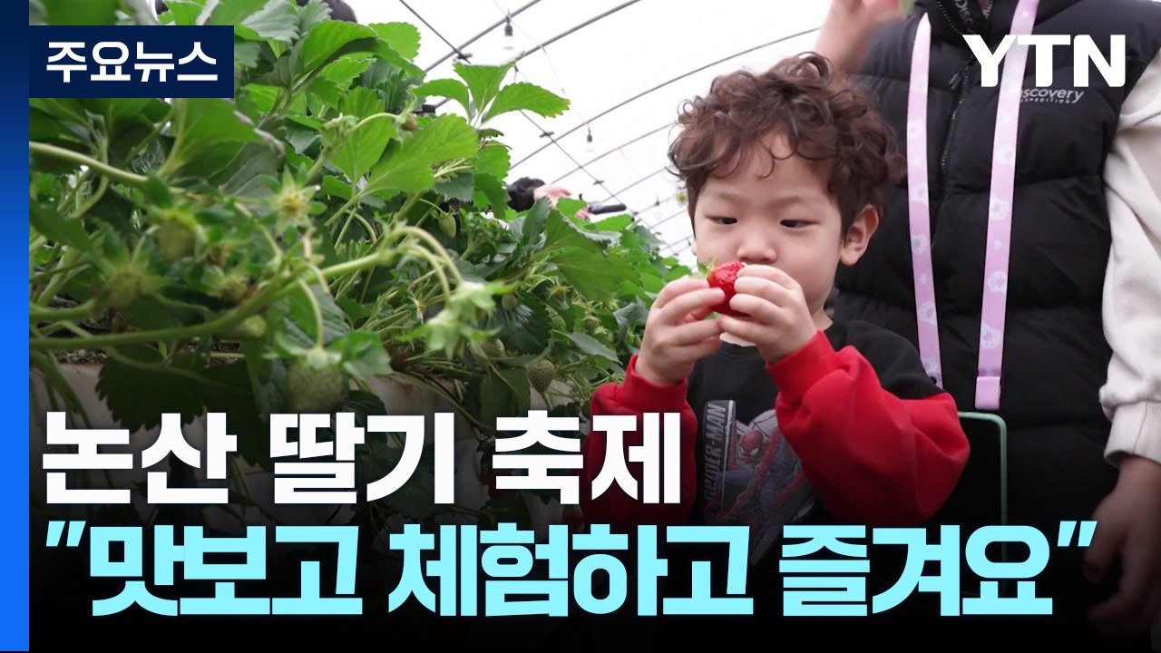 향긋한 딸기의 달콤한 유혹...'논산 딸기 축제' 북적 / YTN
