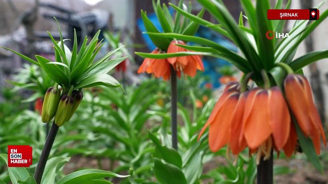 Şırnak'ta ters laleler açtı: Koparana 244 bin lira ceza