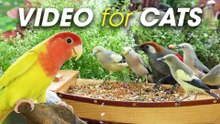 Mesmerizing Bird Flight & Squirrel Play – A Must-Watch for Cats - CatTV Central