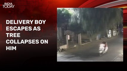 Video: Delivery boy survives sudden tree fall in Virar, Maharashtra