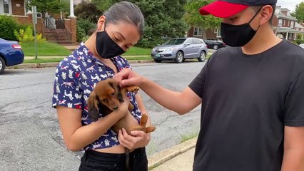 Meet My Miniature Long Haired Dachshund Puppy!