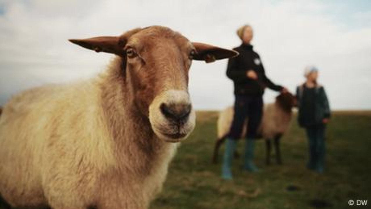 Leben auf einer einsamen Insel – Traum oder Alptraum?