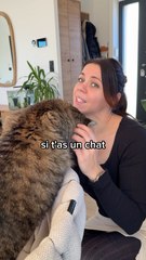 Astuce panier chat 🐈 #astuce