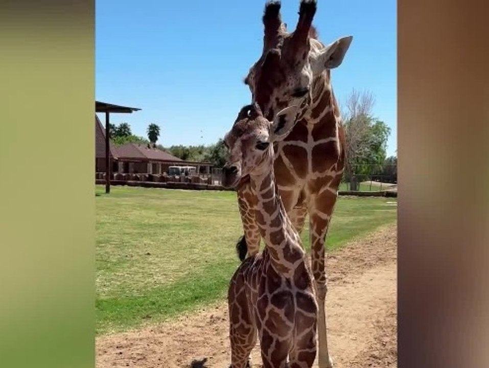 Big baby: giraffe bailey is born at arizona zoo