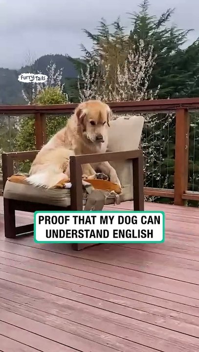 Proof my dog understands English