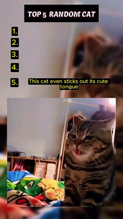 Top 5 Random Funny Cat