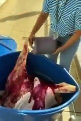 VÍDEO: Carne estragada era "maquiada" com corante vermelho em estabelecimentos de SC