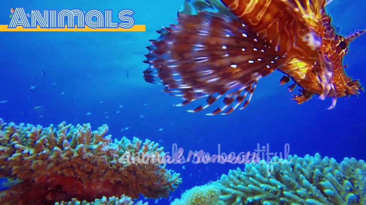 Animals and enjoy so beautiful