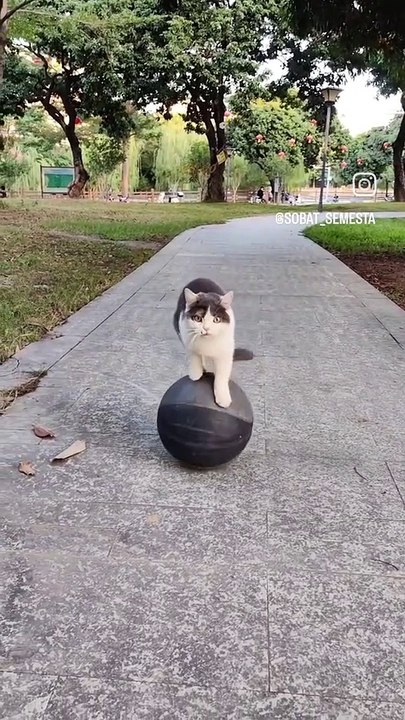 C'est quoi ce chat ? ?