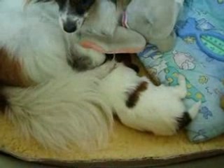 BB joue attaque Dumbo puis s'endort sur Angie